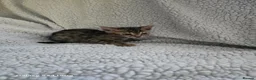 Bengal cats for sale: 4 beautiful bengal kitten  - Advert 7