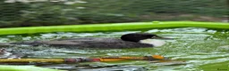 Ducks poultry for sale: Call Duck Drakes  - Advert 5