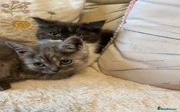 Persian cats for sale: Pretty open faced persian kittens  - Image 3