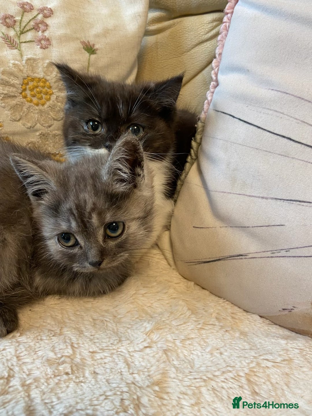 Persian cats for sale: Pretty open faced persian kittens  - Image 3
