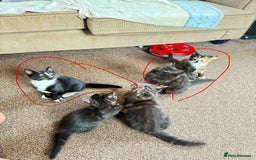 Mixed Breed cats for sale: Kittens  - Image 3