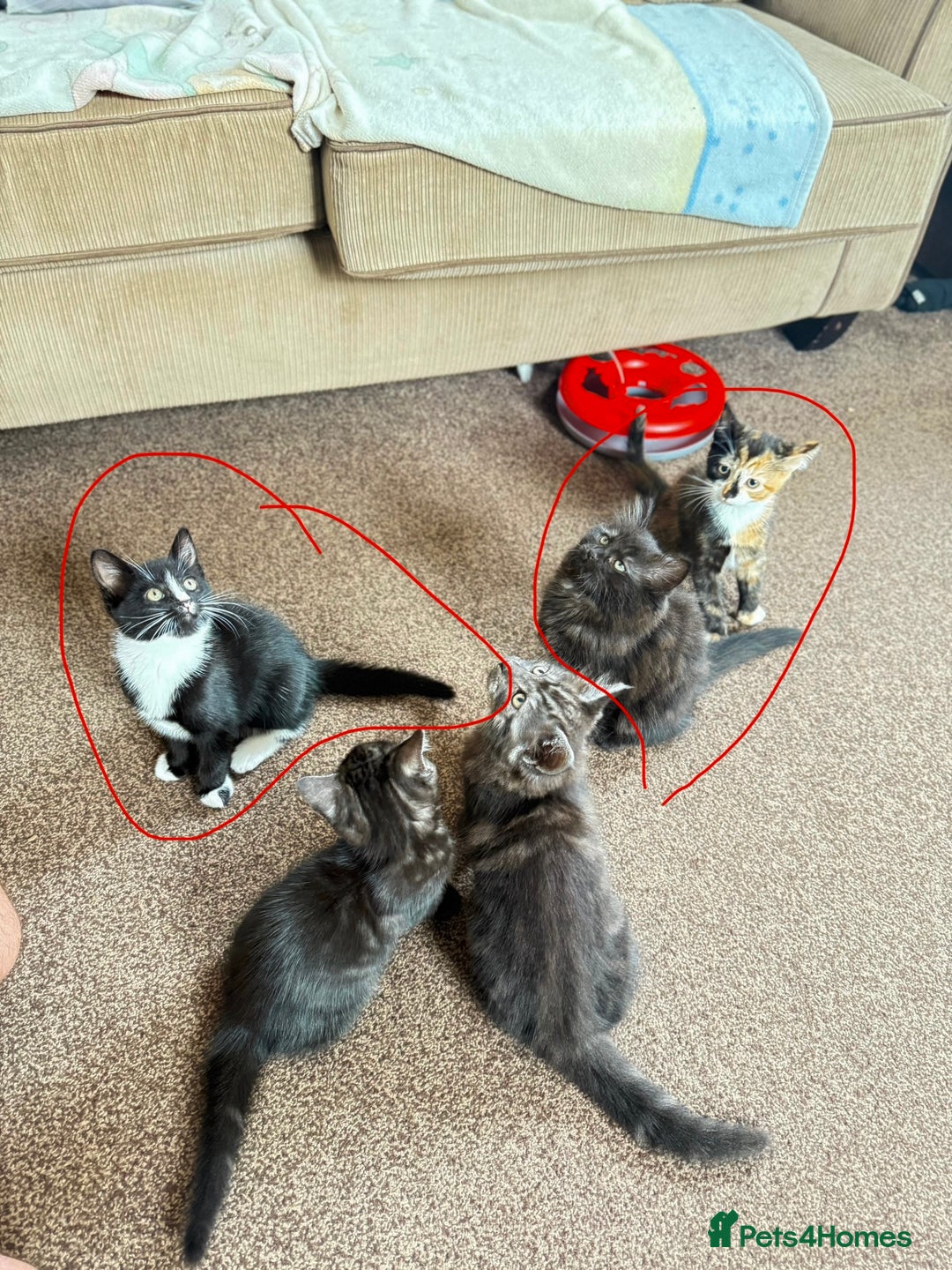 Mixed Breed cats for sale: Kittens  - Image 3