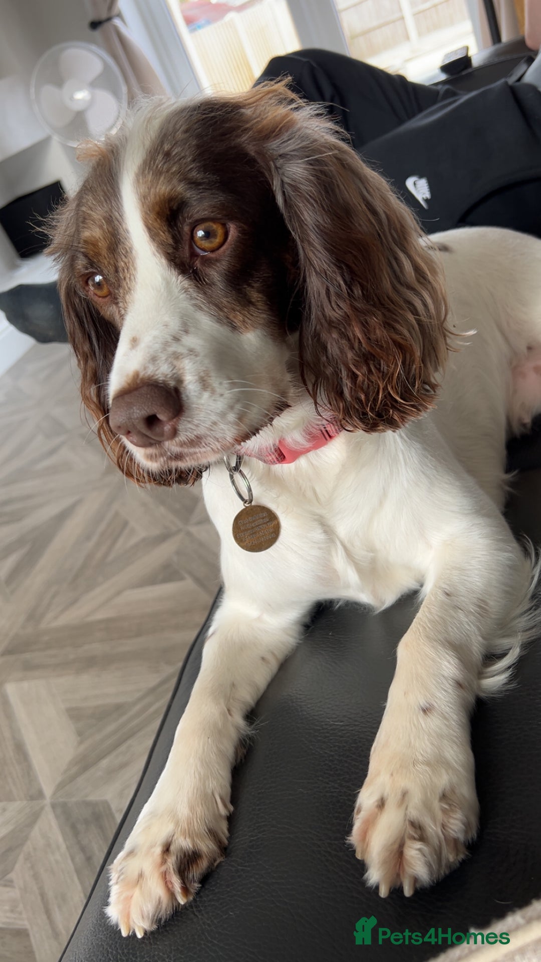 Cocker Spaniel dogs for sale: Working Cocker Spaniel Puppies - Advert 21