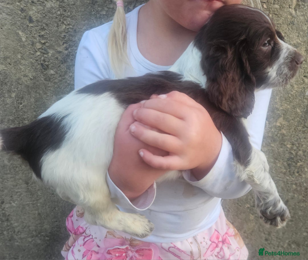 Cocker Spaniel dogs for sale: Cocker pups  - Image 9