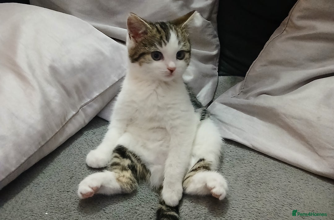 Mixed Breed cats for sale: 10 week old kitten - Advert 1