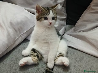 Mixed Breed cats 10 week old kitten - Advert 1