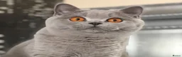 British Shorthair cats for sale: Beautiful Pedigree BSH kittens for sale  - Advert 34