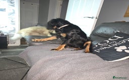 Cocker Spaniel dogs for sale: 6 mth old black & tan Cocker spaniel girl - Image 3