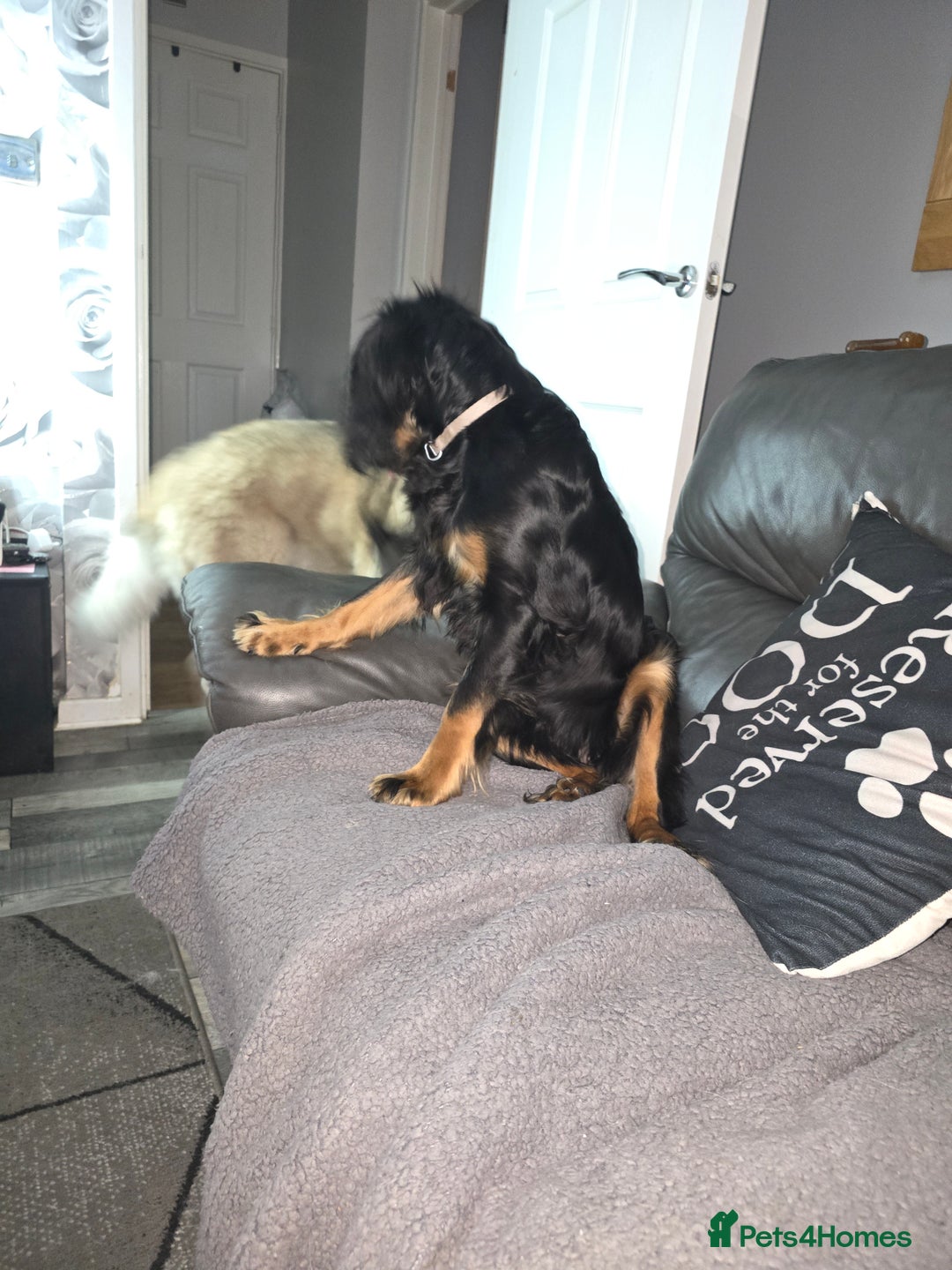 Cocker Spaniel dogs for sale: 6 mth old black & tan Cocker spaniel girl - Image 3