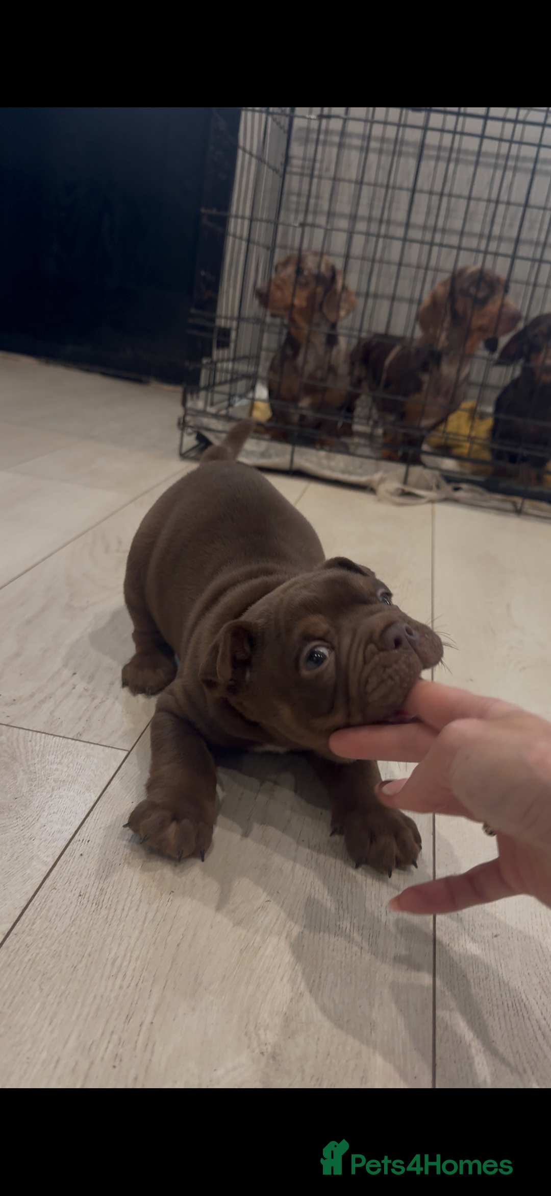 Olde English Bulldogge dogs for sale: Top quality olde English bulldogs - NEBBER REG - Advert 13