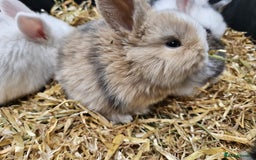 Mini Lop rabbits for sale: 🐰 Mini Lop Bunnies Looking for Forever Homes! 🏡 - Image 4