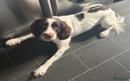 English Springer Spaniel dogs for stud: English Springer Spaniel for *STUD* - Image 1