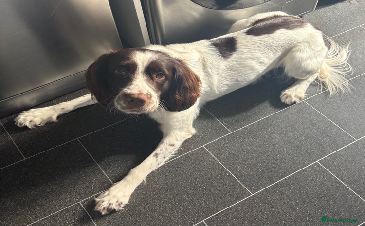 English Springer Spaniel dogs - Advert 11