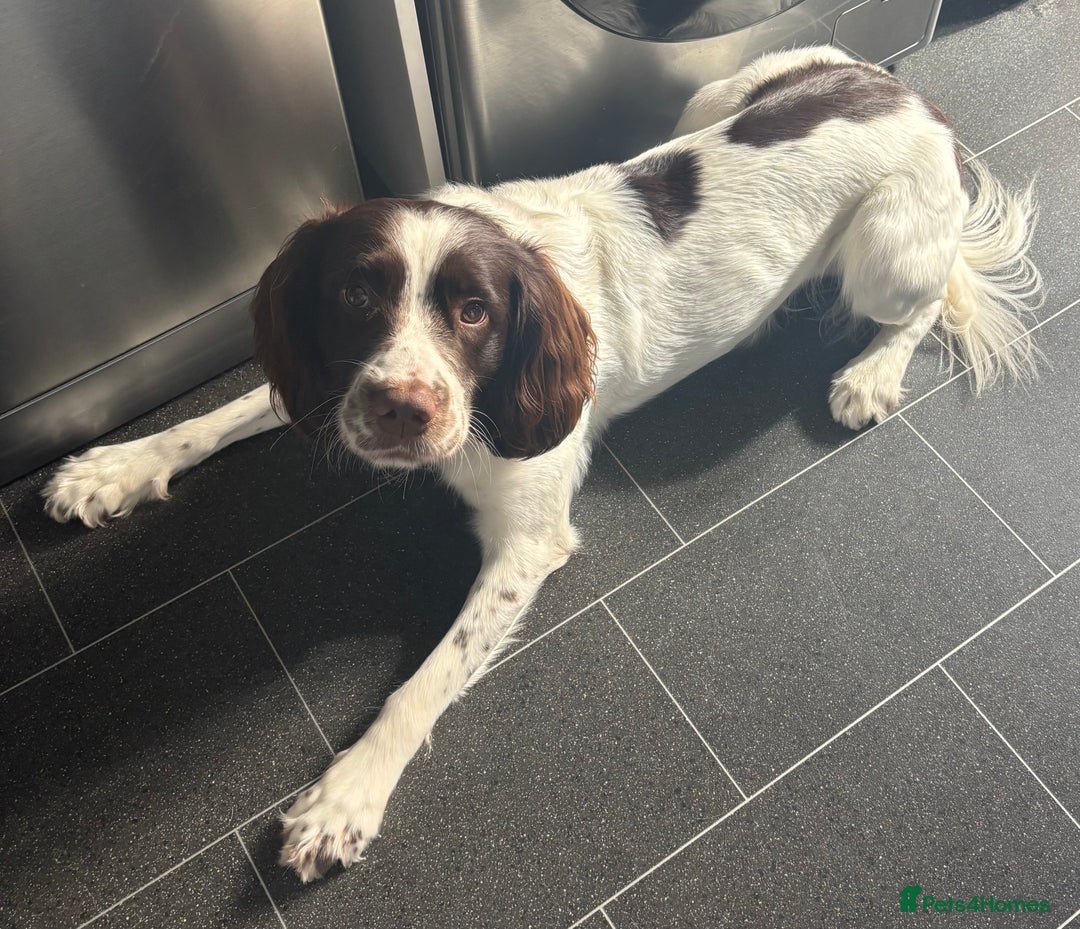 English Springer Spaniel dogs for stud: English Springer Spaniel for *STUD* - Image 1