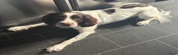 English Springer Spaniel dogs for stud: English Springer Spaniel for *STUD* - Advert 6