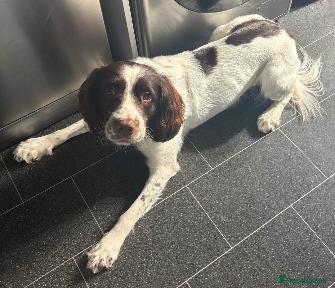 English Springer Spaniel dogs for stud: English Springer Spaniel for *STUD* - Advert 6