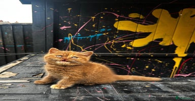 British Shorthair cats - Advert 15