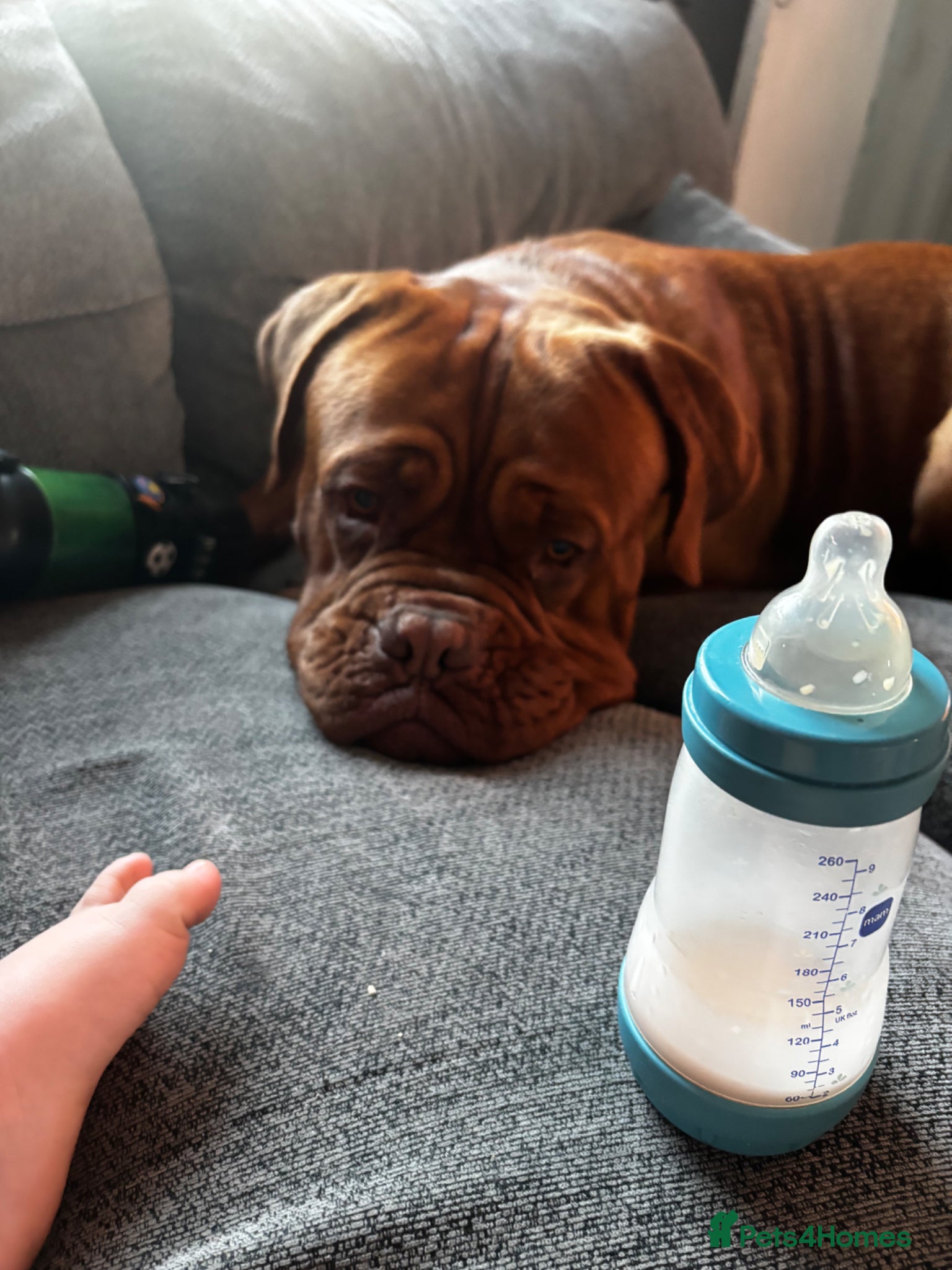 Dogue De Bordeaux dogs for sale: Beautiful big boy  - Advert 11
