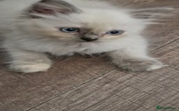 Ragdoll cats for sale: Fully vaccinated Ragdoll kittens ready now - Image 16