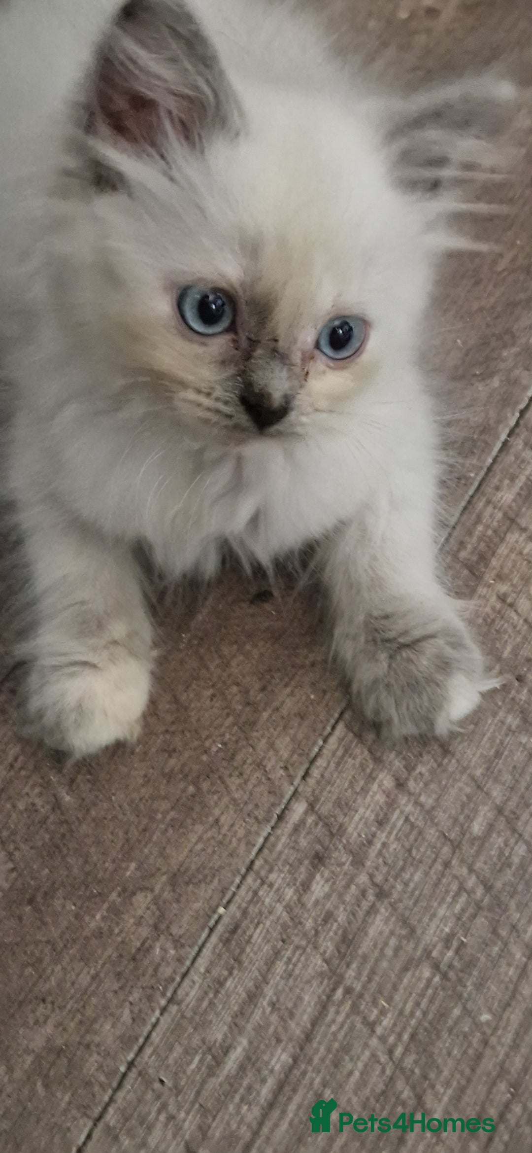 Ragdoll cats for sale: Fully vaccinated Ragdoll kittens ready now - Image 16