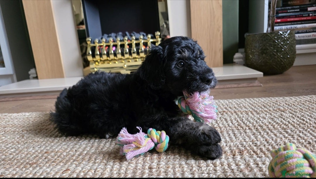 Mixed Breed dogs 8 week old labradoodle/border collie male pup - Advert 15