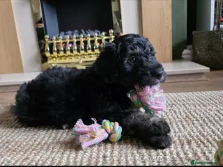 Mixed Breed dogs 8 week old labradoodle/border collie male pup - Advert 1