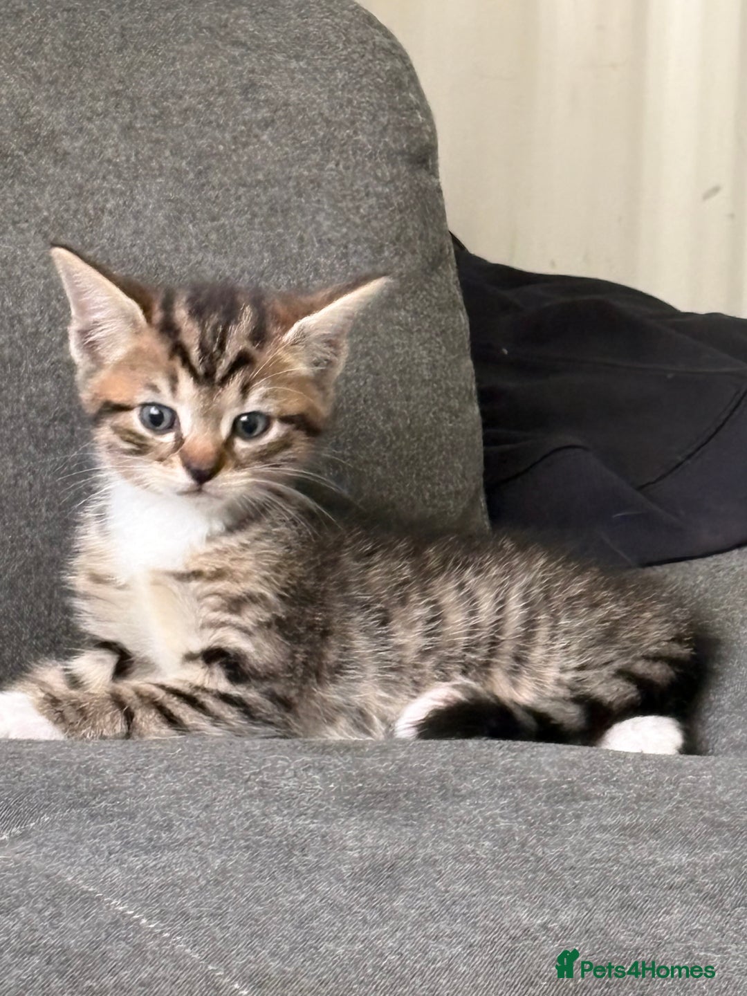 Mixed Breed cats for sale: Theee kittens for sale - Image 12