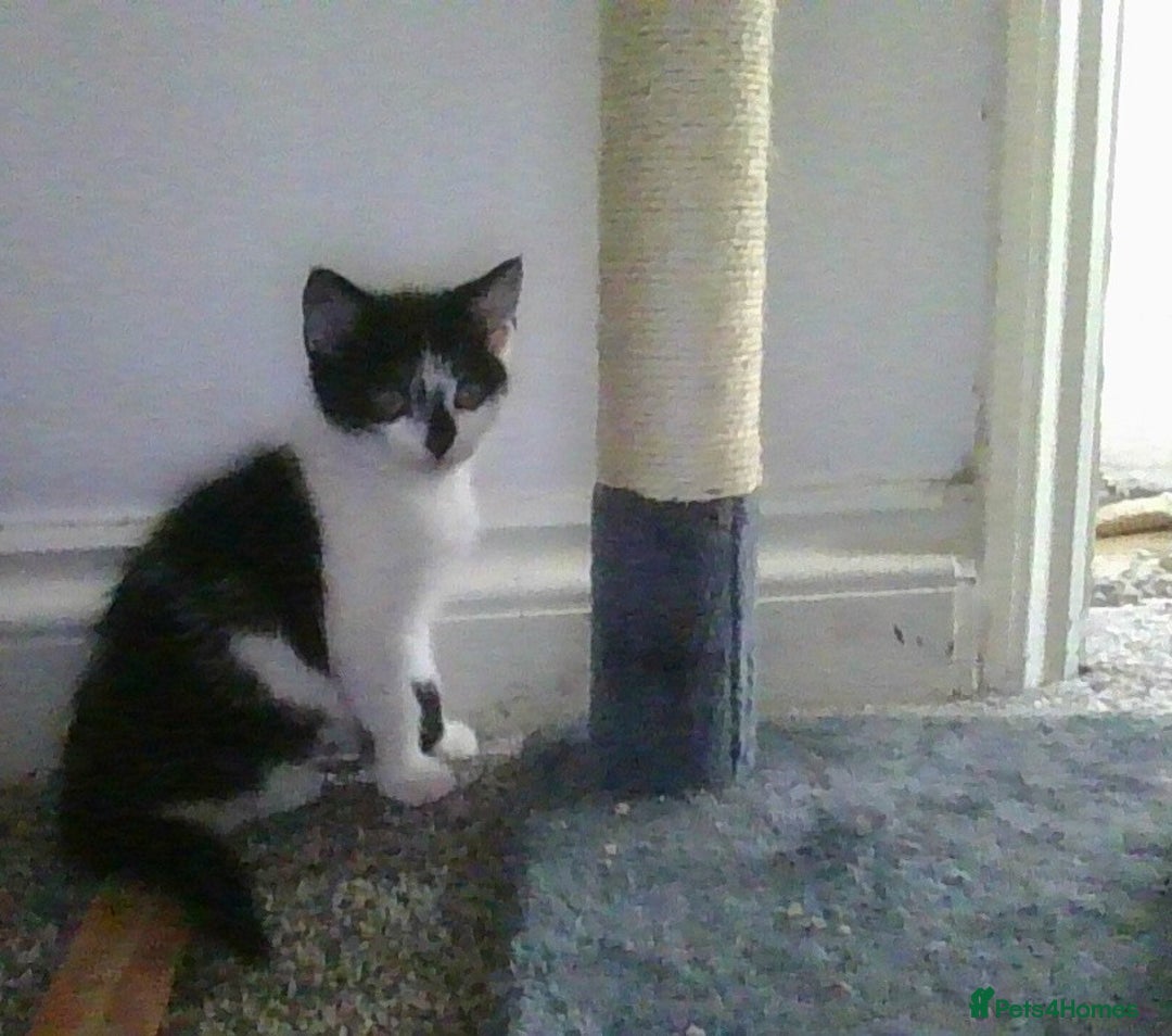 British Longhair cats for sale: 4 Beautiful Kitties Ready - Image 13