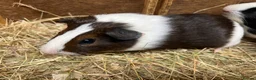 Guinea Pig rodents for sale: Female - sow Dutch guinea pigs - Advert 9