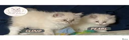 Ragdoll cats for sale: 🤍 BEAUTIFUL RAGDOLL KITTENS – READY NOW  - Advert 2