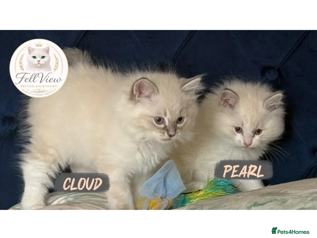 Ragdoll cats for sale: 🤍 BEAUTIFUL RAGDOLL KITTENS – READY NOW  - Advert 2