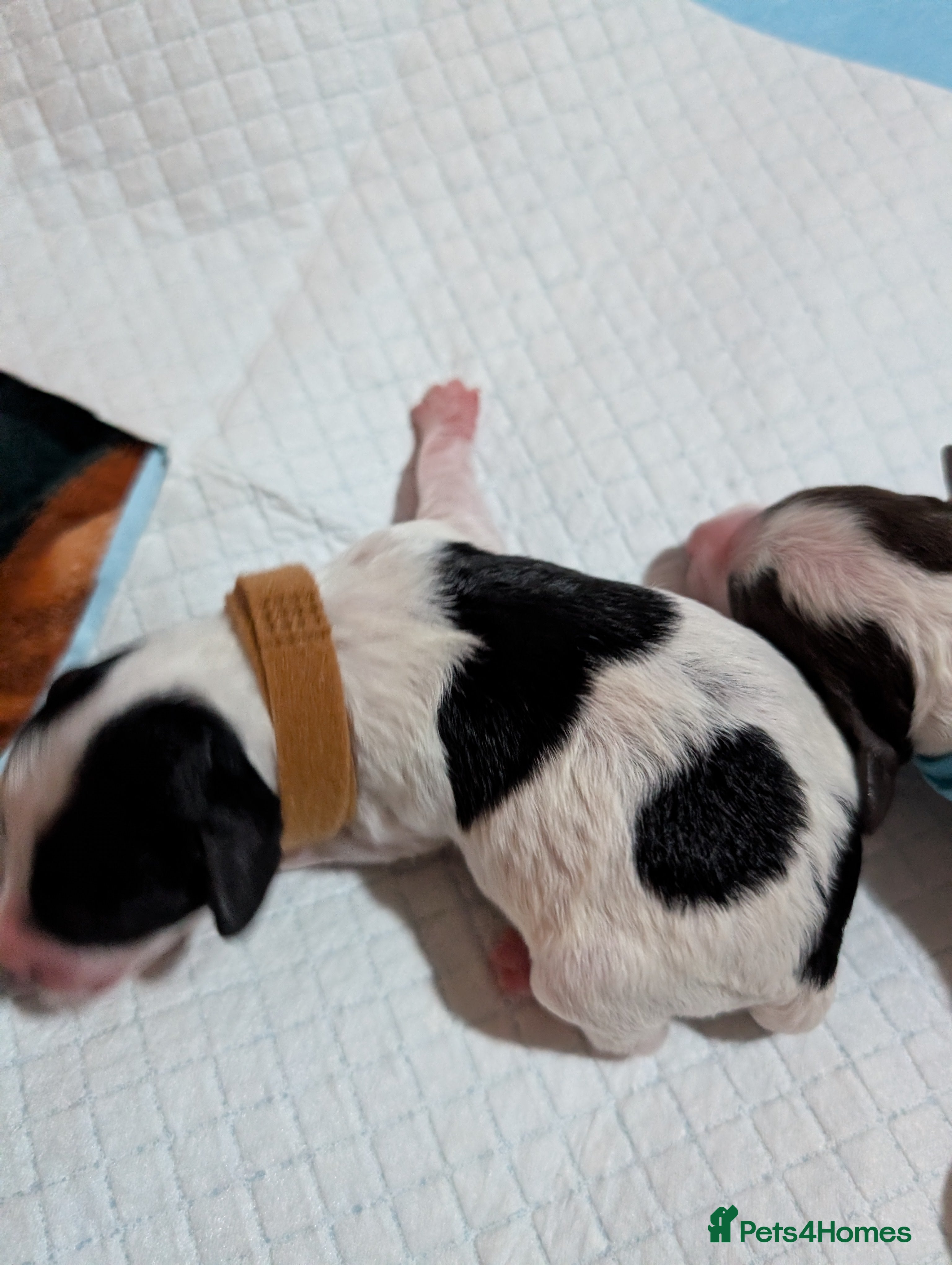 Miniature Poodle dogs Beautiful miniature parti - Advert 6