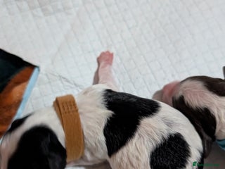 Miniature Poodle dogs Beautiful miniature parti - Advert 4