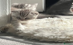 British Shorthair cats for sale: Chocolate spotty Scottish fold kittens - Image 3