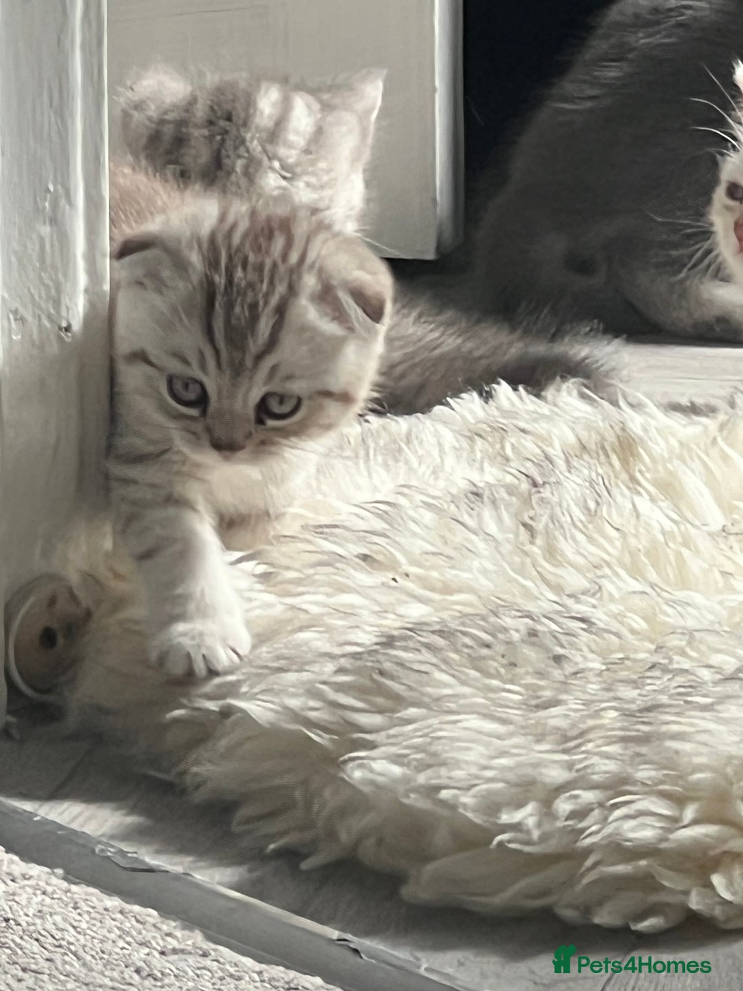 British Shorthair cats for sale: Chocolate spotty Scottish fold kittens - Image 3