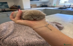 British Shorthair cats for sale: BSH kittens for sale from KC&Pedigree reg parents - Image 6