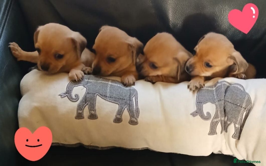 Chiweenie dogs Minature Daschund and Chihuahua Mix - Advert 3