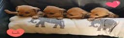 Chiweenie dogs for sale: Minature Daschund and Chihuahua Mix - Advert 1