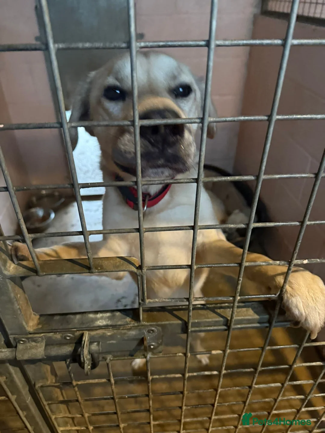 Mixed Breed dogs for adoption: 💙RUFUS💙- Young, Misunderstood, Fading In Kennels - Advert 7