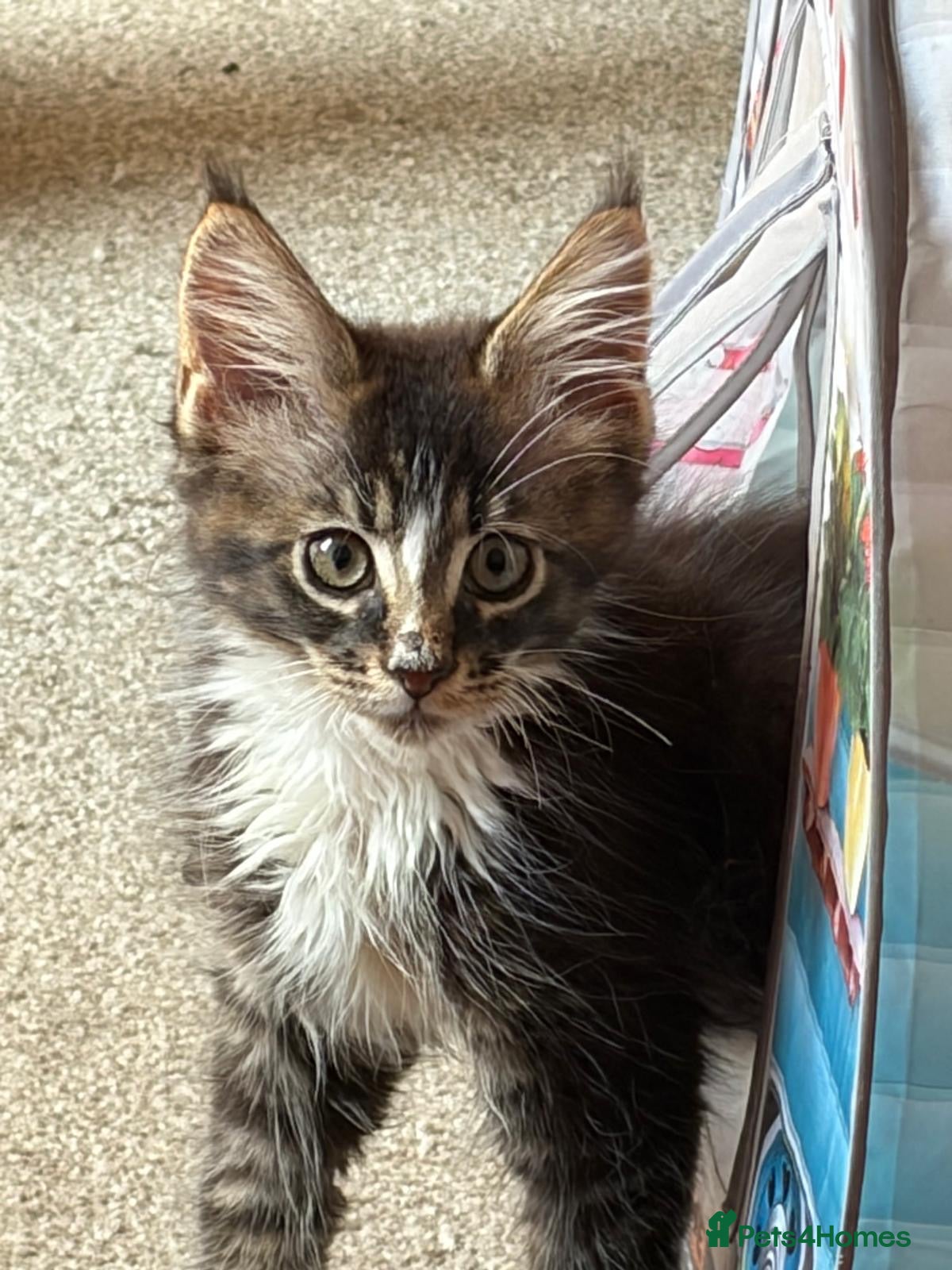 Maine Coon cats TICA Registered pedigree Maine Coon kittens - Advert 1