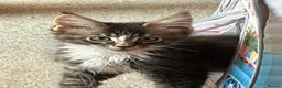 Maine Coon cats for sale: TICA Registered pedigree Maine Coon kittens - Advert 9