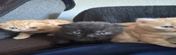 Scottish Fold cats for sale: Scottish Fold kittens in Fort William - Advert 3