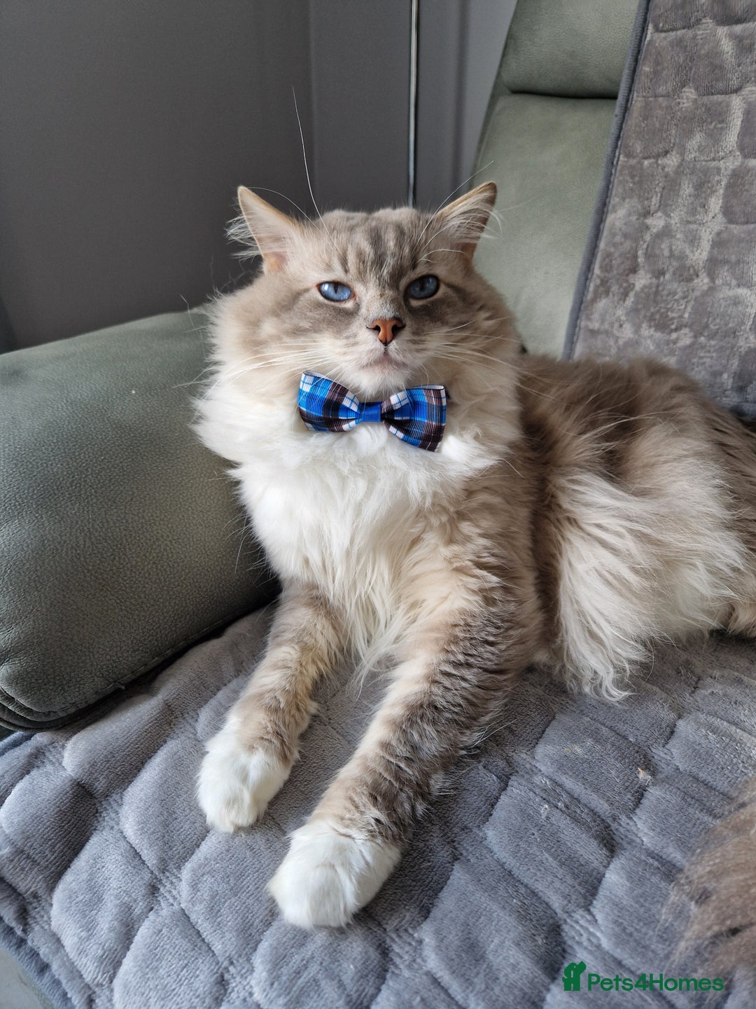Ragdoll cats for stud: Handsome blue lynx Ragdoll for stud in Bathgate - Advert 1