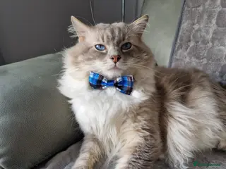 Ragdoll cats Handsome blue lynx Ragdoll for stud in Bathgate - Advert 10