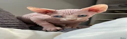 Sphynx cats for sale: Canadian Sphynx kittens READY NOW - Advert 11