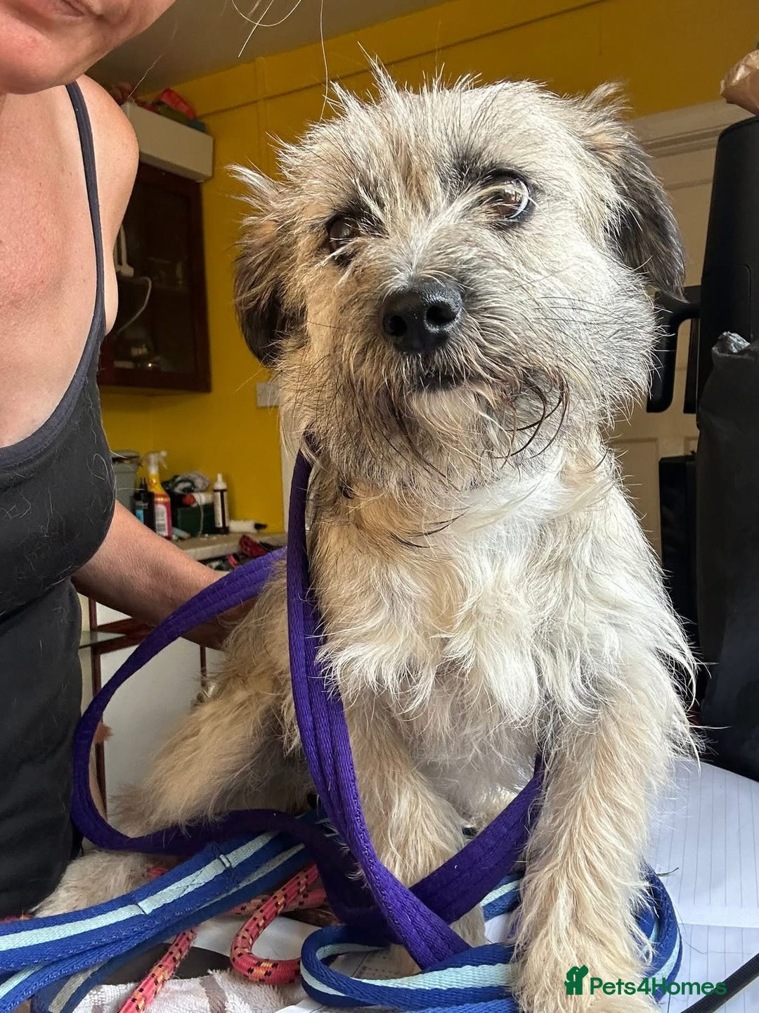 Mixed Breed dogs for adoption: Suzy - Norwich Norfolk  - Image 3