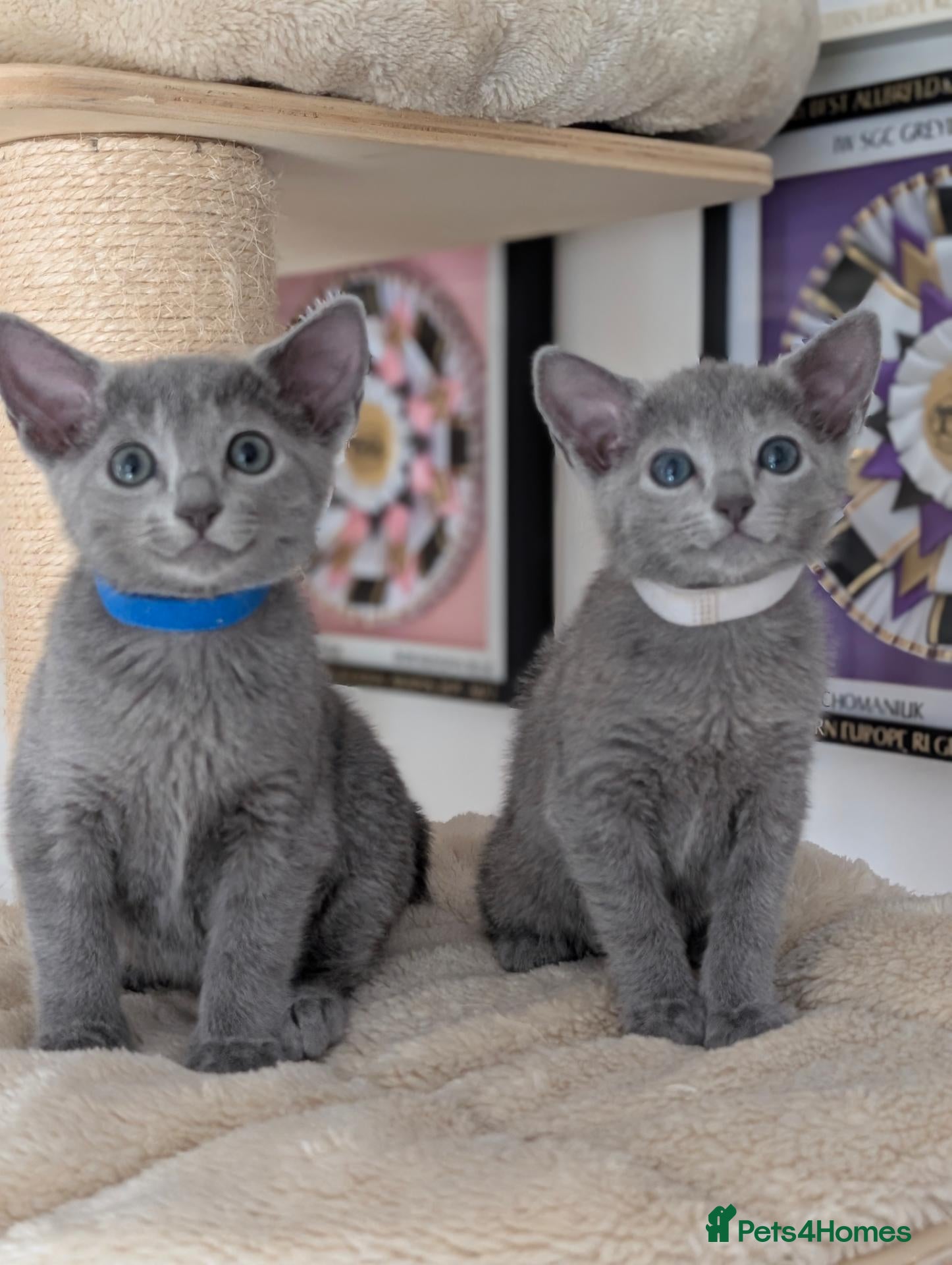 Russian Blue cats Full Pedigree American Line Russian Blue  - Advert 6