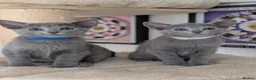 Russian Blue cats for sale: Full Pedigree American Line Russian Blue  - Advert 10