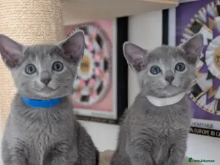 Russian Blue cats Full Pedigree American Line Russian Blue - Advert 6