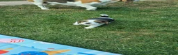Beagle dogs for sale: Gorgeous KC reg puppies - Advert 14